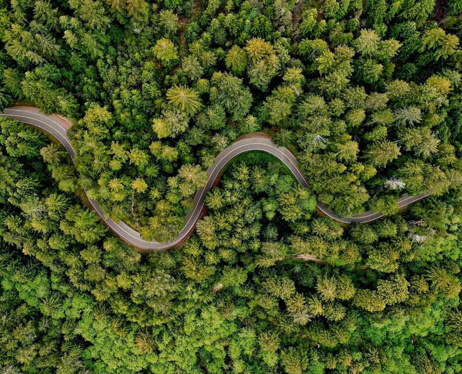 Photo of a road in the middle of a forest